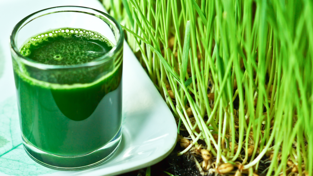 wheatgrass juice