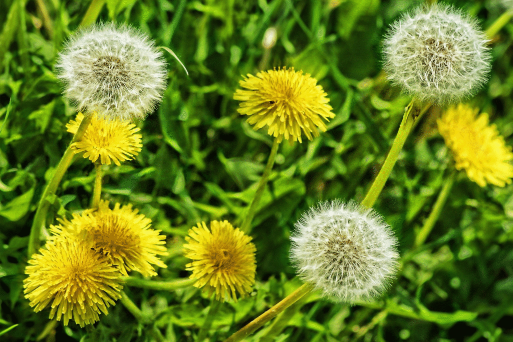 Dandelion Field