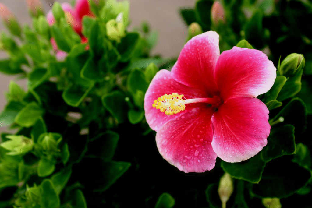 Hibiscus in bloom