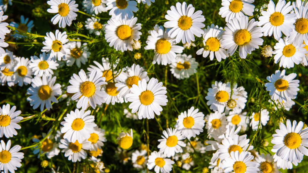 Chamomile is a healing and delicious herb. 